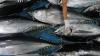Daerah Penghasil Ikan Terbesar di Indonesia, Ada yang Dikirim ke Luar Negeri