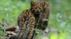 Mengenal Kucing Batu yang Sering Ditemukan di Pedalaman Hutan Kalimantan