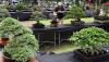 Festival Bonsai Bangkitkan Ekonomi Kreatif Kota Solo
