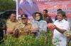 Bangun Ketahanan Pangan, Gubernur Kalteng Pimpin Panen Perdana Bawang Merah dan Cabai