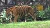 Tahun Baru, Kebun Binatang Surabaya Kenalkan Sepasang Harimau Benggala