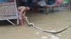 Ngeri, Ular Piton 3 Meter Terbawa Arus ke Permukiman Warga saat Banjir di Sampang