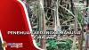 Penemuan Kerangka Manusia di Kebun Tebu Malang