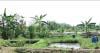 Kampung Unik di Boyolali, Pengunjung Singgah Jangan Kaget Lihat Rumah Warga Semua Punya Kolam Lele
