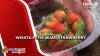 Menikmati Wisata Petik Buah Strawberry di Lereng Pegunungan Mamasa