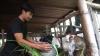 Liga 2 Berhenti, Pemain Gresik United Terpaksa Pulang Kampung Urus Kambing dan Sapi