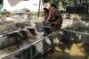 Manfaatkan Pekarangan Kosong, Ibu Rumah Tangga di Gunungkidul Sukses Budi Daya Lobster 