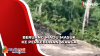 Viral, Beruang Madu Masuk Perkebunan Warga di Rokan Hilir
