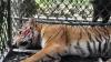 Harimau yang Diduga Serang Warga Masuk Perangkap di Hutan Aceh, Ini Penampakannya