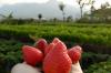 Sensasi Wisata Petik Strawberry dengan Pemandangan Indah Pegunungan Kota Batu 
