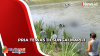 Pria Tewas di Sungai Mapili Gegerkan Warga