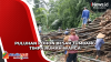 Diterjang Angin Kencang, Puluhan Pohon Besar Tumbang Timpa Rumah Warga di Kulonprogo