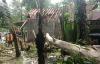 Hujan Deras dan Angin Kencang Landa Kulonprogo, Pohon Sengon Ambruk Timpa Rumah  