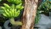 Viral Pisang Terbalik Tumbuh di Batang Diyakini Ada Karomah dari Senopati Kasultanan Demak