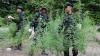 Ladang Ganja Ditemukan di Pegunungan Indragiri Aceh Besar, Langsung Dimusnahkan