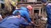 Ngeri! Ular Sanca 4 Meter Makan Ayam Warga di Cibinong Bogor