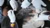 Diduga Serangan Flu Burung, Puluhan Unggas di Cimahi Mati Mendadak