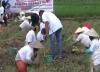 Penanaman Bawang Merah di Padangsidimpuan, Petani: Bukti Partai Perindo Bantu Ekonomi Rakyat