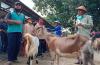 Dihantam Badai Penyakit Ternak, Sapi Gunungkidul Tak Laku