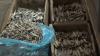 Jelang Ramadhan, Harga Ikan Teri dan Telur di Grobogan Meroket