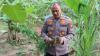 Polres Aceh Timur Temukan Ratusan Tanaman Ganja di Kebun Jagung