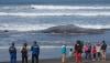 Lagi, Paus Sperma Terdampar di Pantai Bali - Bagian 2