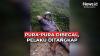 Pura-Pura Dibegal dan Kehilangan Uang Rp10 Juta, Tengkulak Domba di Sukabumi Terancam Dipenjara
