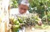 Pohon Pisang Unik di Gunungkidul, Tandan Buah Muncul dari Tengah Batang