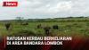 Ganggu Penerbangan, Ratusan Kerbau Ditertibkan Petugas di Area Bandara Lombok