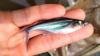 Memprihatinkan, Ikan Wader Terancam Punah