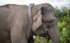 Mitigasi Konflik, Gajah Sumatera Liar Dipasang Kalung GPS - Bagian 1