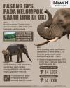 Infografis BKSDA Sumsel Pasang GPS pada Kelompok Gajah Liar di OKI 