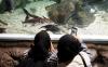 Menikmati Akhir Pekan di Jakarta Aquarium, Segini Harga Tiketnya - Bagian 4
