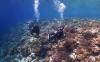 Potret Wisatawan Asing Menyelami Keindahan Bawah Laut Pulau Tomia Wakatobi - Bagian 2