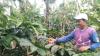 Harga Biji Kopi Robusta di Tanggamus Lampung Naik Jadi Rp35.000 per Kg