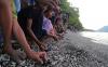 Puluhan Ekor Tukik Dilepas ke Pantai Tobololo Ternate - Bagian 2