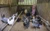 Potret Petani Milenial Ternak Ayam Sentul Sejak 2017 - Bagian 1