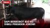 2 Ekor Sapi Kurban Presiden Jokowi Dibeli dari Peternak Sleman