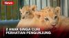 2 Anak Singa Lahir di Kebun Binatang Surabaya Dipamerkan pada Pengunjung