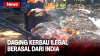 Viral! Warga Berebut Daging Kerbau Ilegal yang Dimusnahkan Bea Cukai Bengkalis di TPA