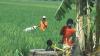 Menghilang Usai Kejadian Keributan, Warga Grobogan Ditemukan Tewas di Sawah