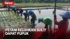 Musim Tanam Padi di Pemalang, Petani Keluhkan Sulit Dapat Pupuk dan Obat-obatan
