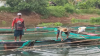 Belasan Ton Ikan Keramba di Banjar Mati, Pembudi Daya Rugi hingga Ratusan Juta