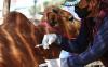 Sapi-Sapi di Kota Surabaya Disuntik Vaksin LSD dan PMK
