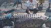 Buaya Besar Terjaring Nelayan di Desa Bulalo Gorontalo