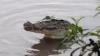 Buaya Muncul di Pangkalpinang Jadi Tontonan, Diberi Makan agar Tak Ganggu Warga