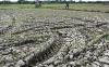 215 Hektare Sawah Kering, Petani Desa Pasir Jambu Terancam Gagal Panen - Bagian 1