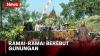 Melihat Tradisi Panen Kopi Nggantingi di Pati