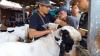 Unik, Ratusan Kambing dengan Harga Fantastis Diikutkan Kontes di Blora 