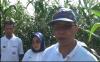 Kader Partai Perindo Sukses Kembangkan Pertanian Jagung di Banyuasin 